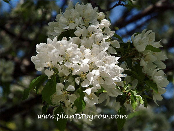 Spring Snow Ornamental Crabapple